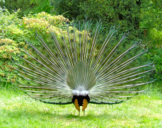 pfau 25 liste